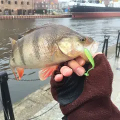 Okoń złowiony na zielony dropshot, trzymany w rękawiczce nad wodą.