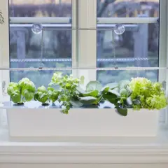 Fönsterkarm med en vit odlingslåda fylld med färska örter och sallad, belyst av en LED-lampa. En kruka med en grön växt står bredvid. En harvy kan skörda här.