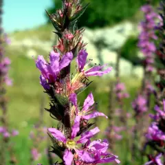 Nahaufnahme von violetten Blutweiderich-Blüten, die sich im Sommer vermehren.