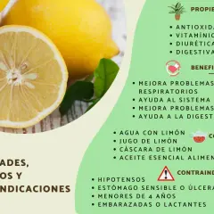 El limón es bueno para la digestión, el sistema inmune y problemas respiratorios. Sus propiedades antioxidantes y vitamínicas lo hacen ideal.