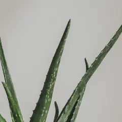 Gröna, taggiga blad från en aloe vera blomma sträcker sig mot en ljus bakgrund.