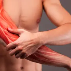 Widok mięśni ramienia, w tym bicepsu, z zaznaczonymi włóknami mięśniowymi.
