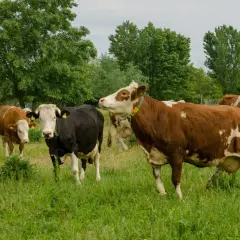 Kilka krów na zielonej łące. Zastanawiasz się, ile kosztuje krowa?