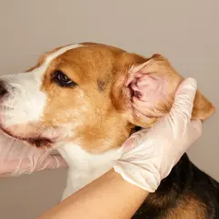Mani guantate esaminano l'orecchio di un beagle, forse per un'otite.