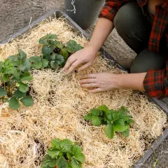 Här planteras jordgubbar i en pallkrage med halm som marktäckning. Händerna arbetar varsamt runt de gröna plantorna.