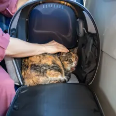 Kot w transporterze, głaskany przez rękę osoby w różowej bluzie.