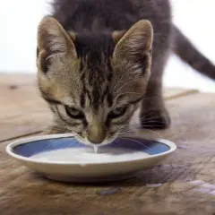 Es mala la leche para los gatos: efectos negativos y alternativas seguras