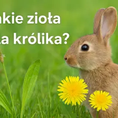 Dieta królika: Co podawać, czego unikać? Kompletny poradnik żywienia!