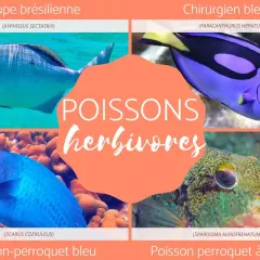 Quatre poissons herbivores : une saupe brésilienne, un chirurgien bleu, un poisson-perroquet bleu et un poisson perroquet à bande.