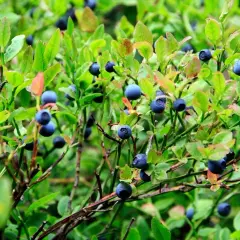 Reife wilde Heidelbeeren an einem Strauch. Die Wirkung von wilden Heidelbeeren ist bekannt für ihre Antioxidantien.