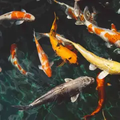 Un estanque lleno de peces koi de colores vibrantes, naranjas, blancos y dorados, nadando en aguas cristalinas. Es como soñar con peces.