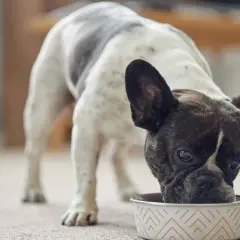 Un bulldog francés con manchas blancas y negras come de un cuenco, disfrutando de su dieta blanda para perros.