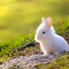 Un tierno conejo mini toy adulto, blanco y esponjoso, asoma entre la hierba verde bajo la luz del sol.