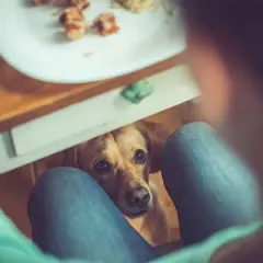 Un perro mira con esperanza desde debajo de una mesa, esperando que le den un trozo de pan.