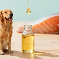 Golden retriever junto a una botella de aceite de salmón, destacando los aceite de salmon para perros beneficios.