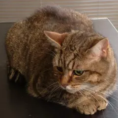 Un chat tigré brun, l'air fatigué, pourrait souffrir d'insuffisance hépatique. Il est couché sur une surface sombre.