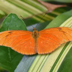 Ein leuchtend oranger Schmetterling ruht auf grünen Blättern. Seine Flügel sind leicht geöffnet, und man fragt sich, wie alt werden schmetterlinge, um diese Schönheit zu erleben.