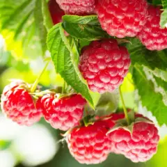 Gros plan sur des framboises mûres et juteuses, prêtes à être cueillies. L'exposition framboisier met en valeur la beauté de ces fruits d'été.