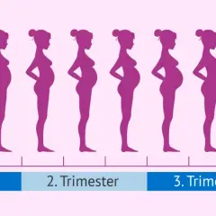 Silhouetten von Frauen zeigen die Entwicklung der **Schwangerschaft in Monaten**, vom ersten Trimester bis zur Geburt.