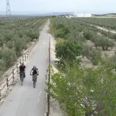 Ciclistas disfrutan de la vía verde del aceite, rodeados de olivares bajo un cielo nublado.