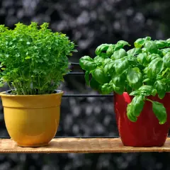Due vasi, uno giallo e uno rosso, espongono diversi tipi di basilico.