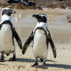 Dwa pingwiny na plaży w RPA. Słoneczna pogoda sprzyja spacerom.