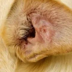 Otohematoma en la oreja de un perro, mostrando inflamación y enrojecimiento.