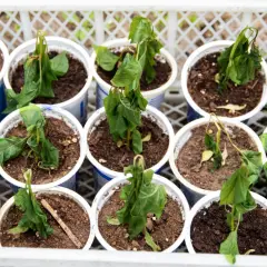 Sad, wilting tomato seedlings in pots. The **hartowanie pomidorów** seems to have been too harsh for these young plants, leaving them droopy and struggling.