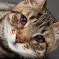 A mi gato se le ve el tercer párpado: señales de problemas de salud