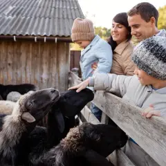 Rodzina odkrywa atrakcje na Podlasiu dla dzieci: głaszczą owce na farmie.