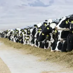 Una lunga fila di mucche da latte mangia fieno, un'immagine che evoca il tema dell'inquinamento zootecnico.