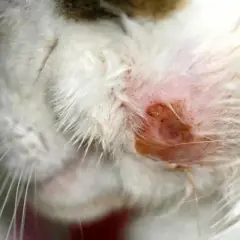 Primer plano de la cara de un gato con una herida roja e inflamada, mostrando varios tipos de heridas en gatos.