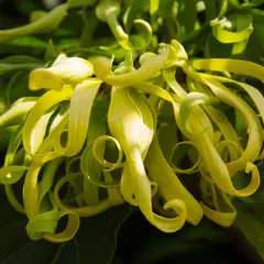 Kwiaty ylang ylang, o delikatnych, zwiniętych płatkach, kuszą egzotycznym zapachem.