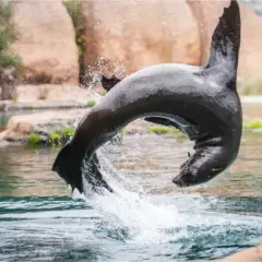 Zoo Wrocław oceanarium: odkryj niezwykłe atrakcje Afrykarium