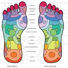 Carte des points pieds correspondant aux organes. Chaque zone du pied est reliée à une partie du corps.