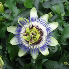 Fleur de passiflora caerulea, aux pétales blancs et verts, ornée de filaments bleus et pourpres. Un bouton floral vert est visible à gauche.