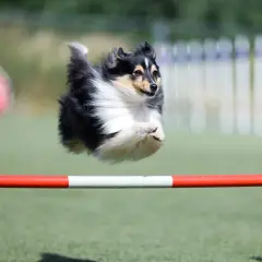 Shetland sheepdog w locie nad przeszkodą, demonstrując zwinność w psich sportach.