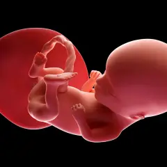 Płód w 14 tygodniu ciąży, otoczony błonami płodowymi. Dziecko rozwija się, przygotowując do życia poza łonem matki.