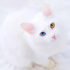 Piękny kot albinos z niebieskim i żółtym okiem, siedzący na białym tle.