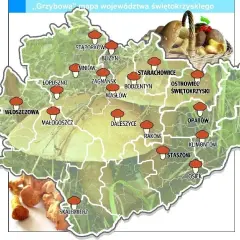 Gdzie na grzyby świętokrzyskie? Odkryj najlepsze miejsca na grzyby