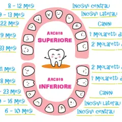 Schema dei dentini da latte, con indicazioni sui mesi di eruzione per arcata superiore e inferiore.