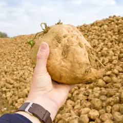 Ręka trzyma świeżo wykopanego buraka cukrowego na tle pola pełnego tych warzyw. Siew buraka ćwikłowego zakończony.