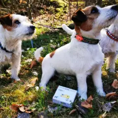 Trzy psy rasy Jack Russell Terrier w lesie. Obok jednego z nich leży opakowanie tickless dla psa, zapewniające ochronę przed kleszczami.