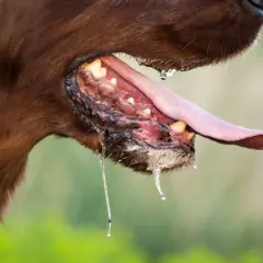 Perro con rabia, babeando profusamente. La saliva gotea de su boca abierta, mostrando sus dientes y lengua.