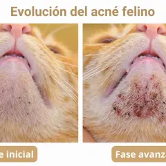 Evolución del acné felino: fase inicial con puntos negros y fase avanzada con inflamación. Un posible tratamiento casero podría ayudar.
