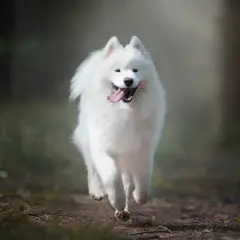 Radosny, dorosły samoyed pędzi leśną ścieżką, z językiem na wierzchu i wesołym spojrzeniem.