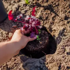 Sadzenie żurawki w ziemi. Dłoń trzyma bryłę korzeniową z fioletowymi liśćmi, gotową do umieszczenia w dołku. Idealny czas, kiedy sadzić żurawki, to wiosna lub jesień.
