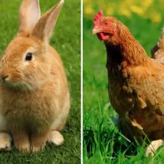 Un lapin nain roux et une poule rousse sur l'herbe. Peut-on mettre un lapin nain avec des poules ?