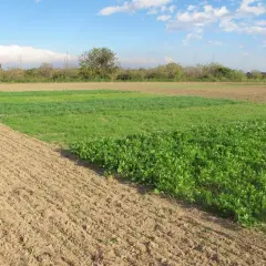 Campi coltivati con diverse specie di cover crops, alcune in pieno rigoglio verde, altre appena seminate.