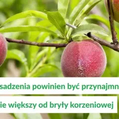 Brzoskwinie kiedy sadzić - uniknij błędów i zapewnij sukces w ogrodzie